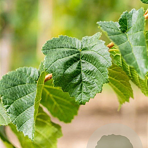 Corylus colurna 8-10 HO wortelgoed