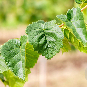 Corylus colurna 6-8 HO wortelgoed