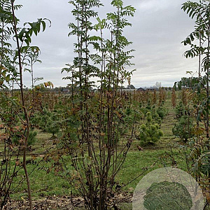 Sorbus aucuparia 200-250 cm draadkluit solitair