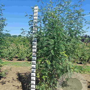 Sorbus aucuparia 250-300 cm draadkluit solitair