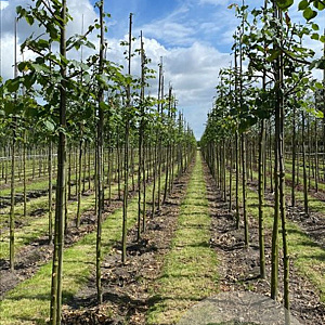 Tilia cordata 14-16 HO draadkluit 3 X verplant