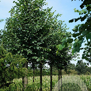 Tilia cordata 20-25 HO draadkluit 3 X verplant