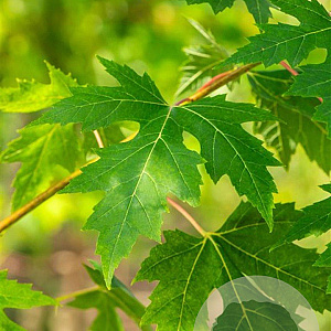 Acer saccharinum 10-12 HO wortelgoed