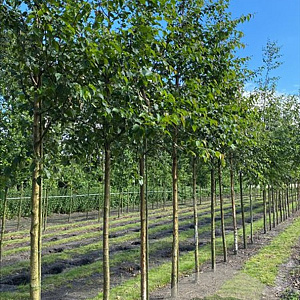 Betula papyrifera 16-18 HO draadkluit 3 X verplant