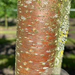 Betula papyrifera 16-18 HO draadkluit 3 X verplant