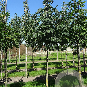 Aesculus hippocastanum 12-14 HO draadkluit 3 X verplant
