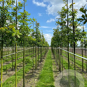 Quercus petraea 16-18 HO draadkluit 3 X verplant