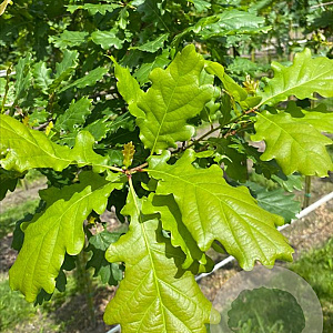 Quercus petraea 16-18 HO draadkluit 3 X verplant