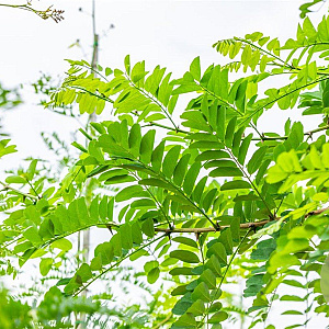 Robinia pseudoacacia 14-16 HO wortelgoed