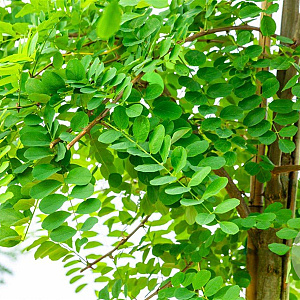 Robinia pseudoacacia 14-16 HO wortelgoed