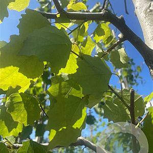 Populus tremula 16-18 HO draadkluit 3 X verplant