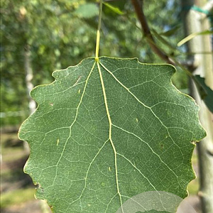 Populus tremula 18-20 HO draadkluit 3 X verplant