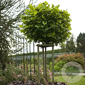 Liriodendron t. 'Edward Gursztyn' 10-12 HO wortelgoed 3 X verplant 225 cm stam