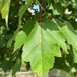 Acer s. 'Pyramidale' 16-18 HO draadkluit 3 X verplant