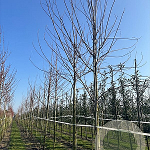 Acer s. 'Pyramidale' 18-20 HO draadkluit 3 X verplant