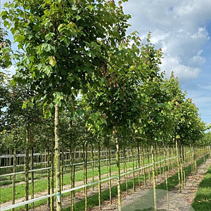 Acer s. 'Pyramidale' 18-20 HO draadkluit 3 X verplant