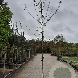 Malus floribunda 8-10 HO container