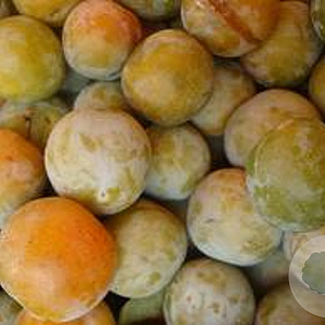 Prunus d. 'Reine Claude d'Oullins' 6-8 HO wortelgoed