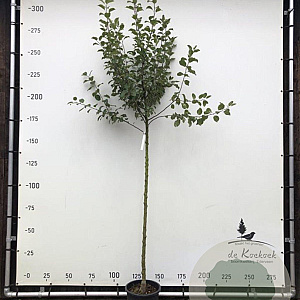 Malus d. 'Topaz' 8-10 HO container