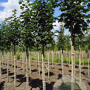Acer pseud. 'Bruchem' 14-16 HO draadkluit