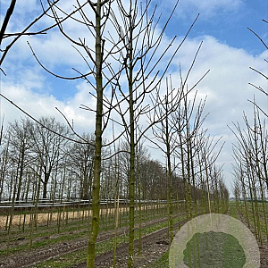 Acer pseud. 'Bruchem' 16-18 HO draadkluit 3 X verplant