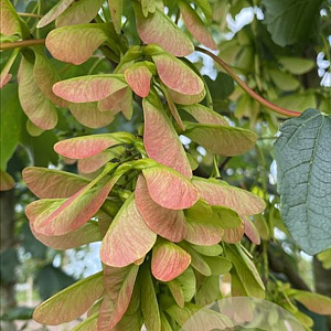 Acer pseud. 'Bruchem' 16-18 HO draadkluit 3 X verplant