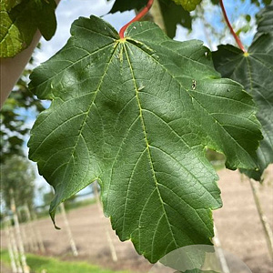 Acer pseud. 'Bruchem' 16-18 HO draadkluit 3 X verplant