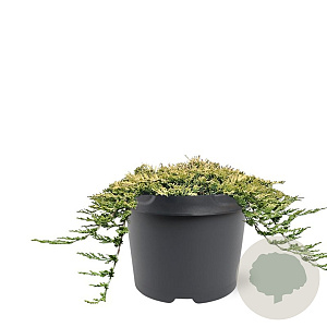Juniperus h. 'Golden Carpet' 30-40 cm 5,0L
