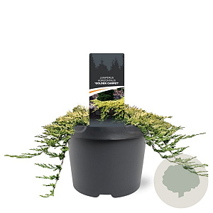 Juniperus h. 'Golden Carpet' 30-40 cm 5,0L
