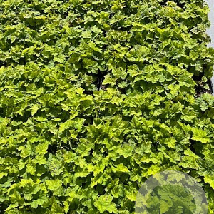Tiarella cordifolia GM 2,0L