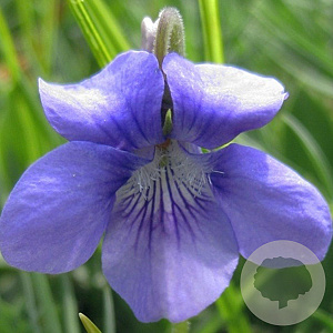 Viola odorata 'Königin Charlotte' GM P9