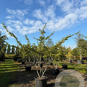 Parrotia persica 200-250 cm cont. 110L