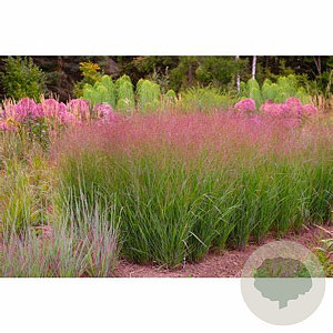 Panicum virgatum 'Apache Rose' GM P9