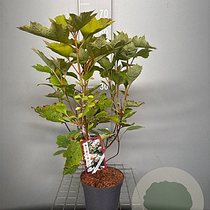 Hydrangea quercifolia 50-60 cm 3,0L