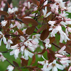 Amelanchier laevis 'R.J. Hilton' 18-20 HO draadkluit
