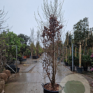 Parrotia persica 300-350 cm container meerstammig