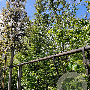 Parrotia persica 450-500 cm container meerstammig
