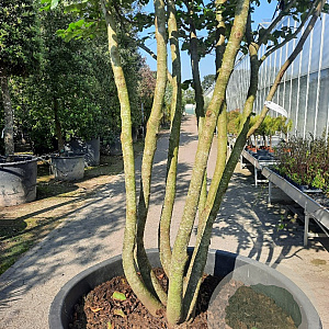 Parrotia persica 450-500 cm container paraplu