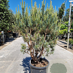 Pinus sylvestris 100-125 cm 25L