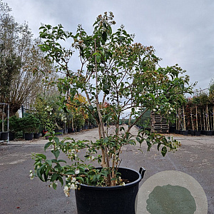Heptacodium miconioides 150-175 cm container meerstammig