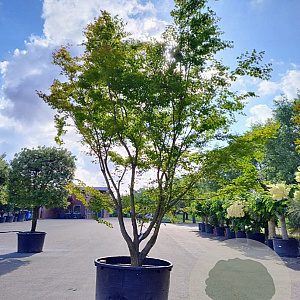 Acer palmatum 450-500 cm container solitair