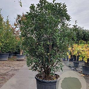Osmanthus heterophyllus 175-200 cm container meerstammig paraplu