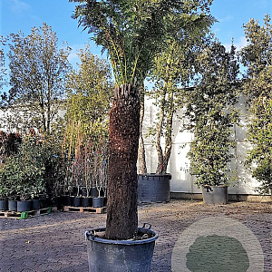 Dicksonia antarctica 160 cm stam container