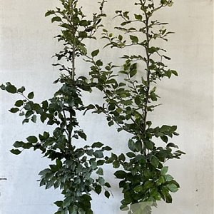 Fagus sylvatica 150-175 cm 7,5L Gestokt