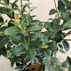 Osmanthus burkwoodii 40-60 cm 3,0L