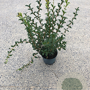 Osmanthus burkwoodii 60-80 cm 5,0L
