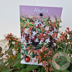 Abelia grandiflora 25-30 cm 2,5L