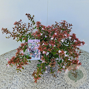 Abelia grandiflora 25-30 cm 2,5L