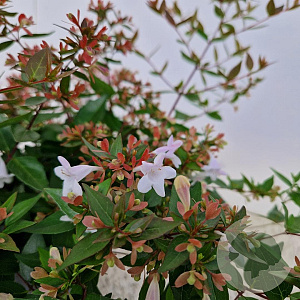 Abelia grandiflora 25-30 cm 2,5L