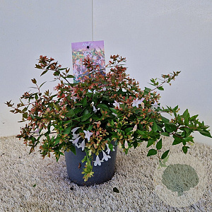 Abelia grandiflora 25-30 cm 2,5L